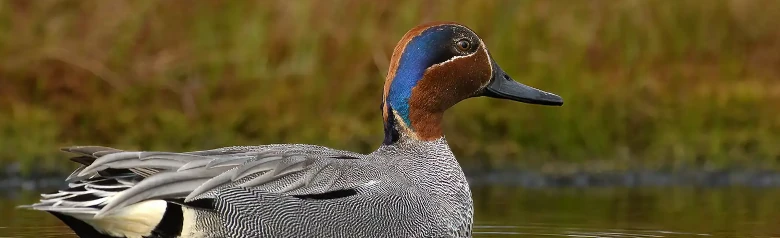 Teal makaa järven matalassa vedessä.