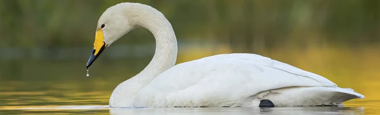 Kultaisessa valossa laulujoutsen näkyy järvellä. Sen nokasta tippuu vesipisara.