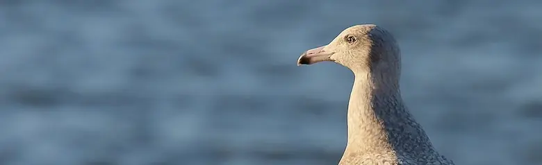 Isolokki. Seisoo uimalaiturilla. Täysin harmaa pilkullinen höyhenpeite, myös siivet ja siivenkärjet. Nokan kärki on kuitenkin musta.