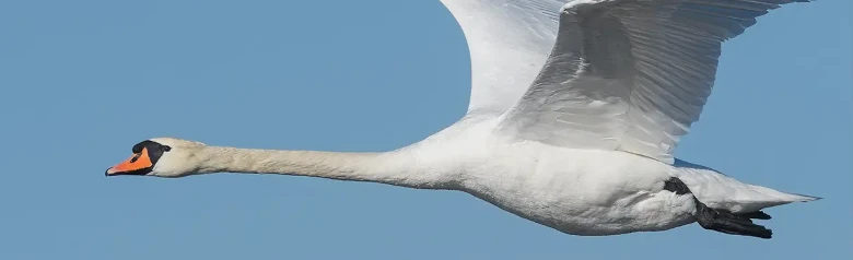 Lentävä Kyhmyjoutsen leikkaa ilmaa siivet ylöspäin.
