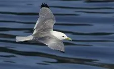 Pikkukajava