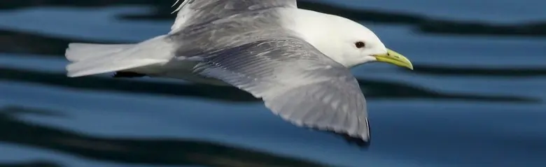 Pikkukajava. Lentäminen veden yllä. Siipien yläpuoli on harmaa, mutta siipien kärjet ovat täysin mustat. Jalat ovat mustat ja nokka keltainen.