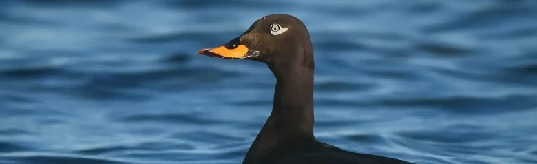 Pilkkasiipi makaa matalalla vedessä. Linnun kirkas silmä katsoo suoraan kameraan.