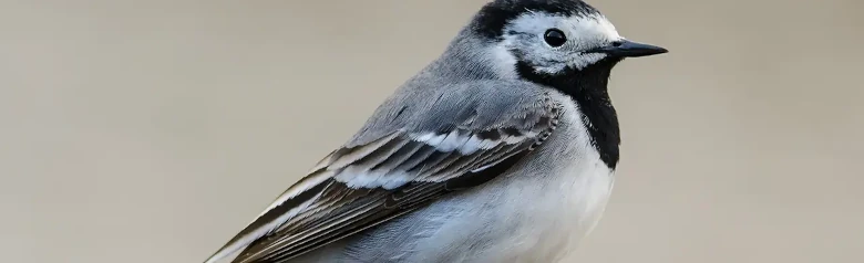 Västäräkki. Tässä sivulta katsottuna. Valkoisenharmaan-mustan höyhenpeitteen ja pitkän, heiluvan hännän ansiosta se on helppo tunnistaa.