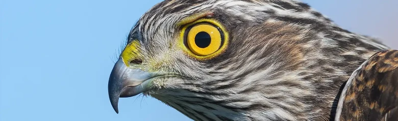 Varpushaukka. Lähikuvassa pää. Kirkkaan keltainen silmä. Höyhenissä ruskeaa, harmaata ja vaaleaa väriä.
