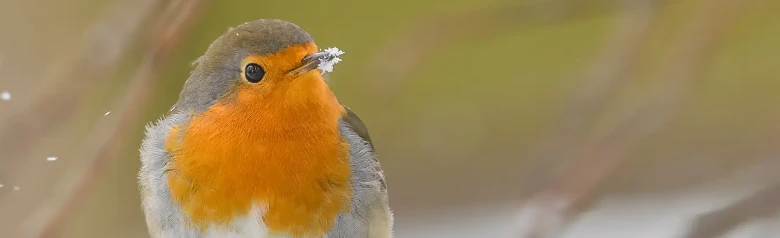 Punarinta. Talvikuva, jossa linnulla on lunta nokan kärjen ympärillä. Oranssi rinta loistaa putoavien lumihiutaleiden keskellä.