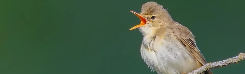Luhtakerttunen. Laulaa oksalla. Linnun yläpuoli on ruskehtavan beige, hieman lämpimämmän värinen perän yläpuolella, ja alapuoli on valkoisen kellertävän beige.