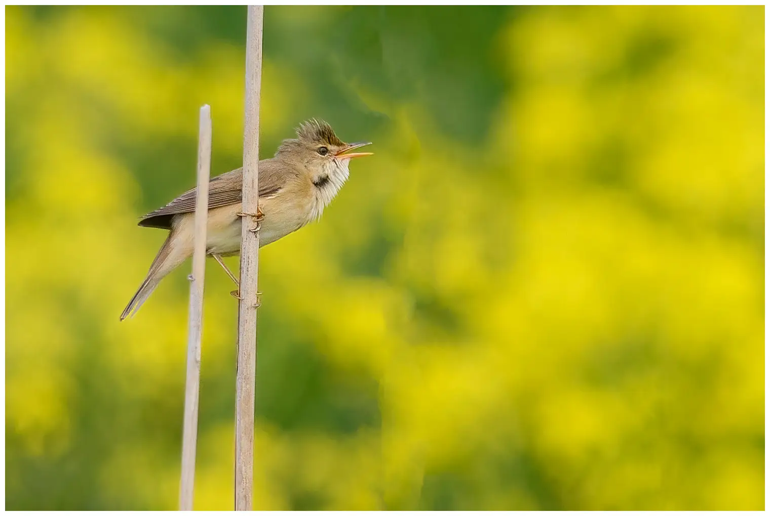 Luhtakerttunen