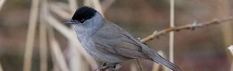 Mustapääkerttu. Sivulta katsottuna ruskehtavalla pohjalla. Yksivärinen harmaasävyinen, lukuun ottamatta mustaa päälakia (uros).