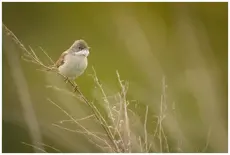 Pensaskerttu