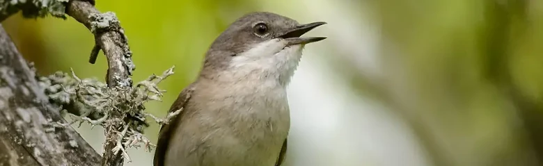 Hernekerttu. Laulaa oksalla. Pieni, harmaanruskea naurulokki, jolla on valkoinen kurkku ja tummat jalat.