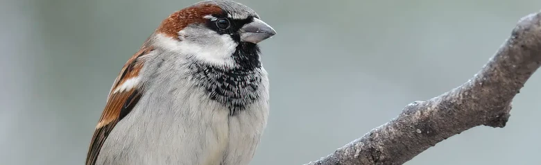 Varpunen. Tässä istuu oksalla, jonka tausta on sumea. Uroksella on harmaa päälaki, ruskea kulmakaistale ja musta leukalappu.