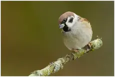 Pikkuvarpunen