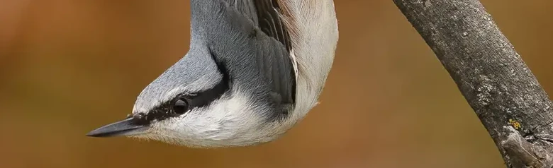 Pähkinänakkeli. Tässä se istuu ylösalaisin oksalla pää alaspäin. Vahva nokka, lyhyt häntä ja musta silmäraita.