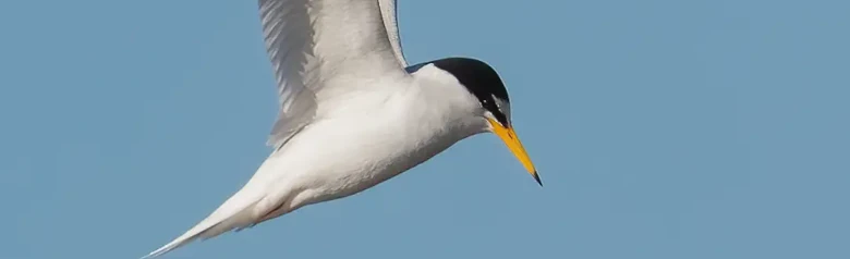Pikkutiira