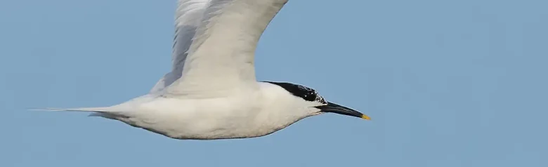 Riuttatiira