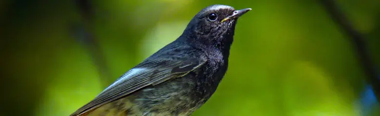 Mustaleppälintu. Istuu oksankärjellä metsässä. Tumma lintu, jonka pyrstön alapuoli on punaruskea.