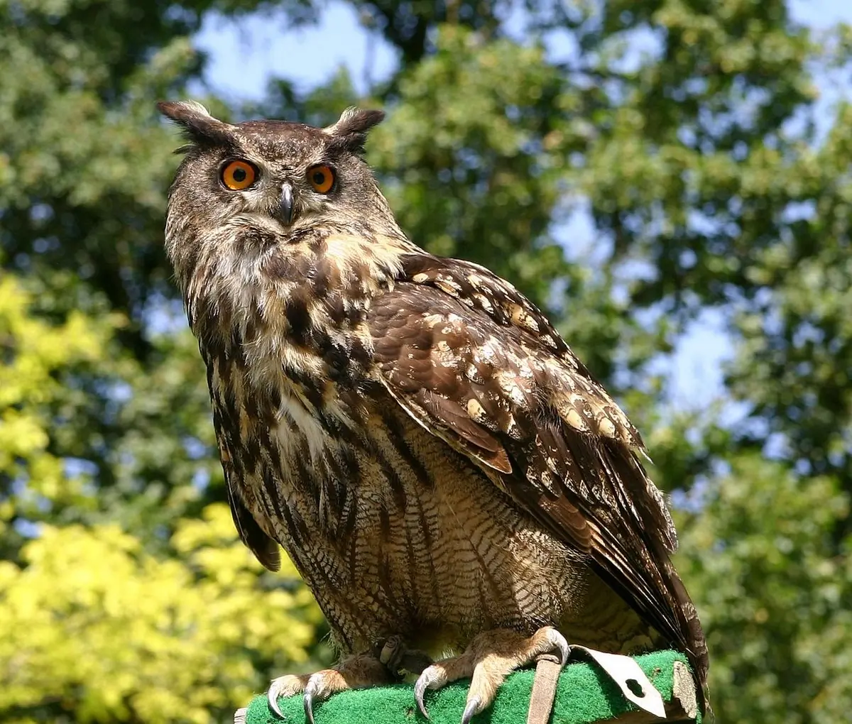 Huuhkaja