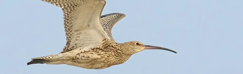Kuovi