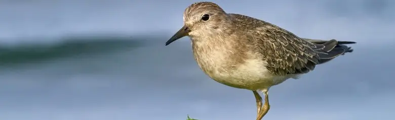 Lapinsirri