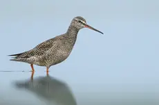 Mustaviklo