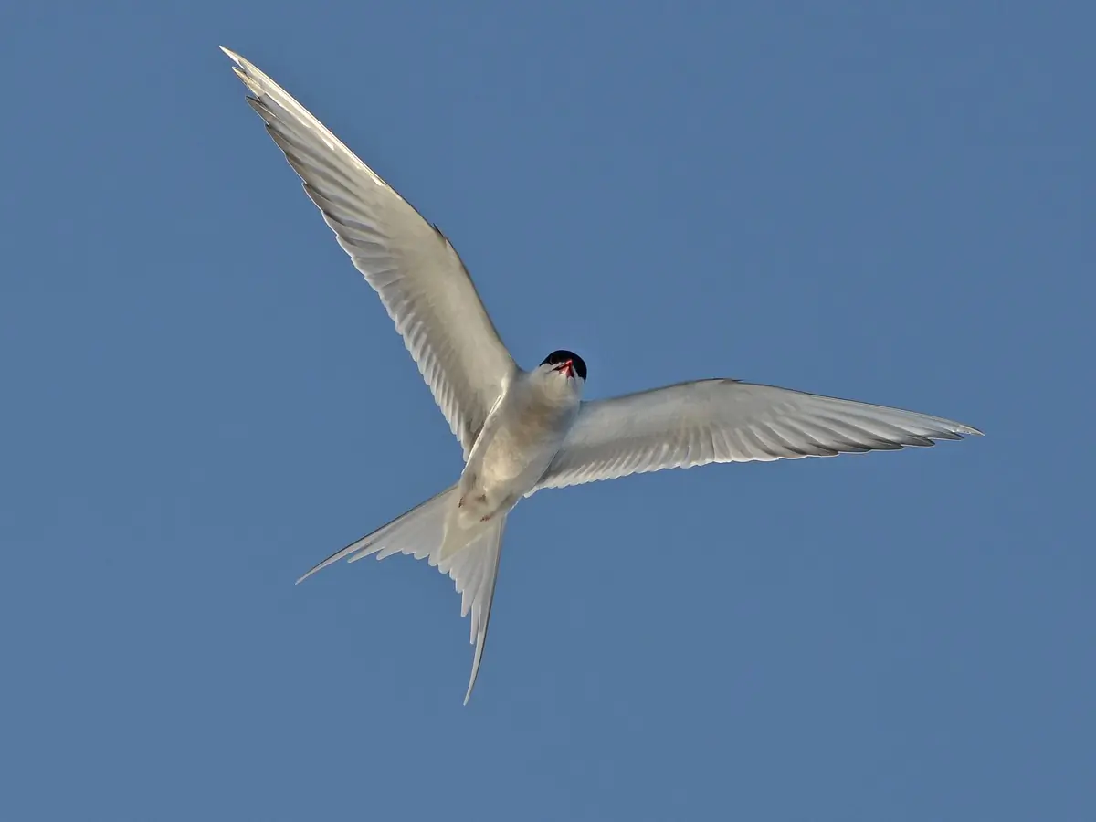 Lapintiira