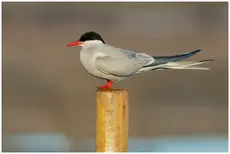 Lapintiira