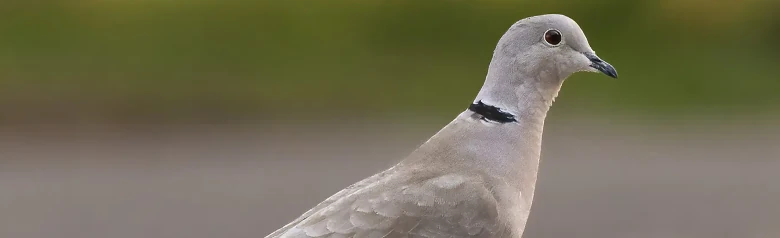Turkinkyyhky. Pienempi kyyhkynen, mutta erittäin tyylikäs. Tässä se seisoo maassa. Harmaa lintu, jolla on musta kaularaita.