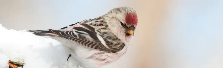 Tundraurpiainen. Lumisella oksalla. Punainen tummuus, kun taas rinnan yläosa ja rinta ovat hennon vaaleanpunaiset. Terävä oranssi nokka.