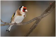 Tikli