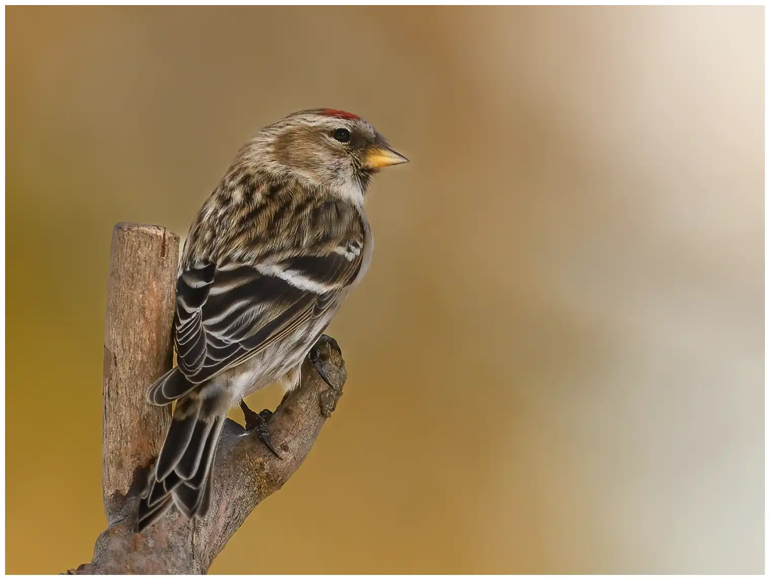 Urpiainen