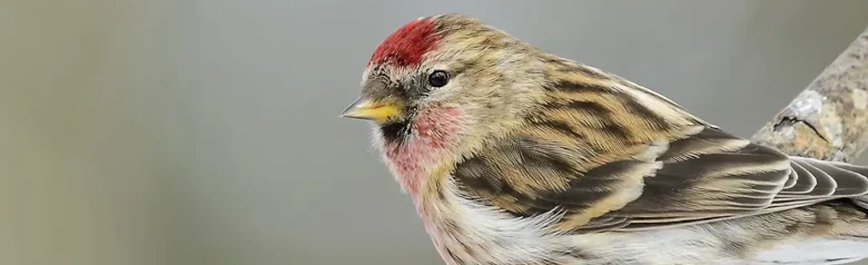 Urpiainen. Istuu oksalla. Pieni, raidallinen peippo, jolla on lyhyt, keltainen nokka, musta rintalappu ja punainen täplä pään etupuolella.