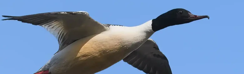 Isokoskelo nähdään lennossa. Sen nokan kärki on tyypillisen muotoinen.
