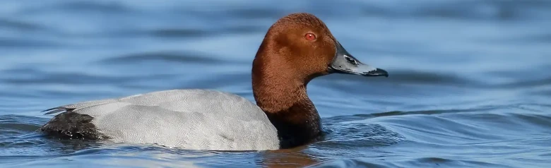 Punasotka vedessä. Huomaat ruskean pään ja punaisen silmän.