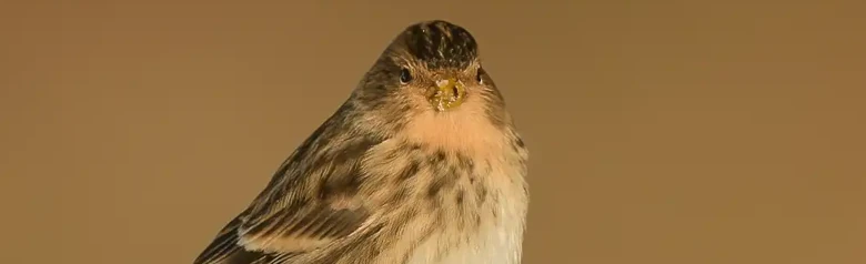 Vuorihemppo. Istuu lumikasan päällä. Kellertävän ruskea ja raidallinen selässä ja vartalon sivuilla. Keltainen nokka talvella.