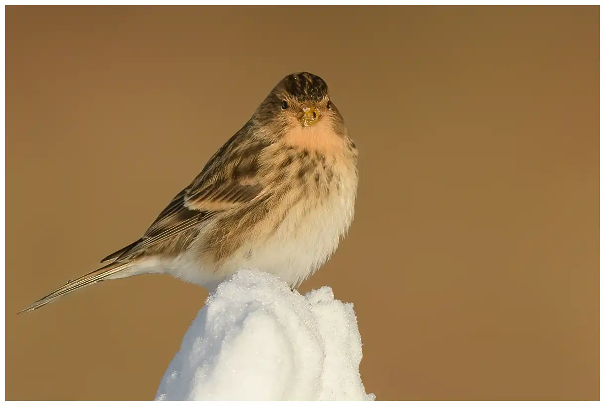 Vuorihemppo. Istuu lumikasan päällä. Kellertävän ruskea ja raidallinen selässä ja vartalon sivuilla. Keltainen nokka talvella.