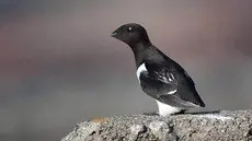Pikkuruokki