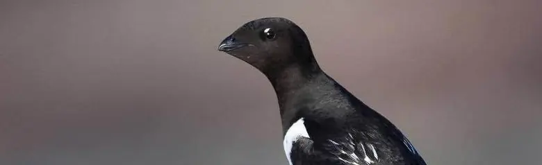 Pikkuruokki