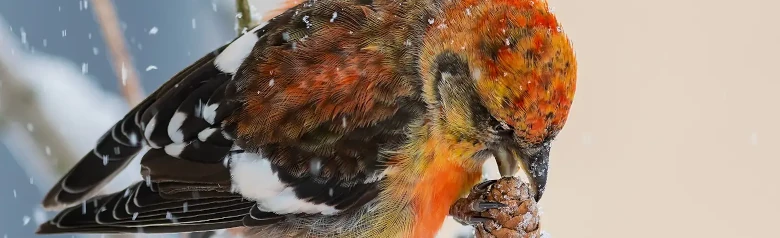Kirjosiipikäpylintu. Männyn käpyjen siementen syöminen lumisella säällä. Pitäen käpyjä toisella jalalla kiinni oksasta toisella.
