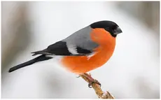 Punatulkku