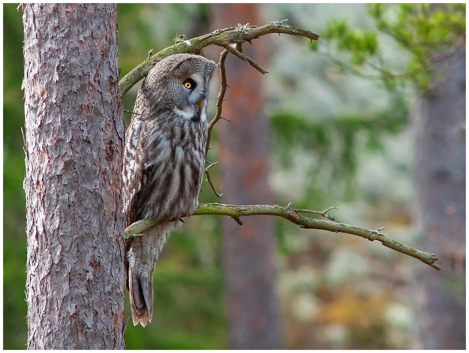 Lapinpöllö