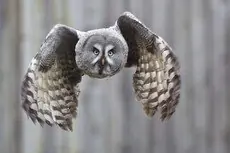 Lapinpöllö