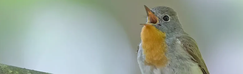 Pikkusieppo. Laulaa oksalla. Uroslintu, jolla on erottuva oranssi kurkku, joka erottuu siniharmaasta päästä.
