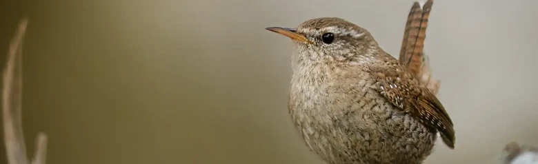 Peukaloinen. Edestä katsottuna oksalla. Pieni ruosteenruskea lintu, jonka pyrstö osoittaa ylöspäin.