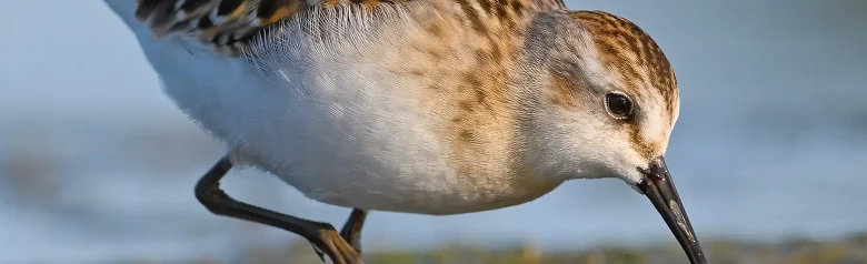 Pikkusirri