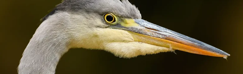 Harmaahaikara. Vain pää on näkyvissä. Vaalea kaula, voimakas keltainen nokka ja erottuva musta raita silmän takana.