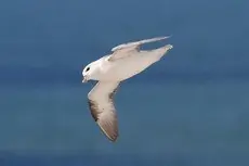 Myrskylintu