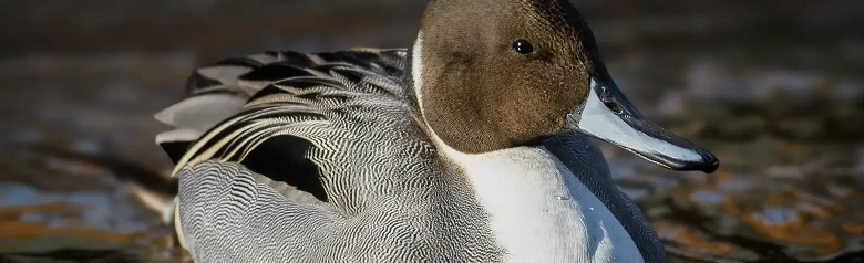 Jouhisorsa, valkoisella kaulalla ja harmaalla vartalolla varustettu pohjansorsa kelluu vedessä.