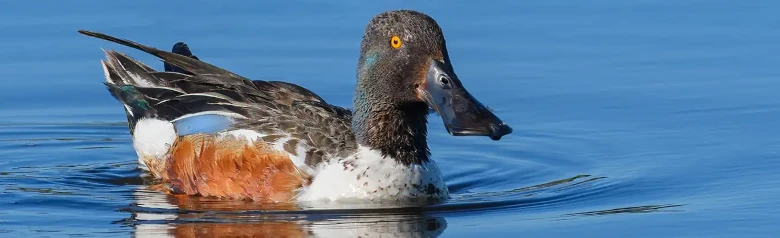 Lapasorsa. Ankka makaa veden päällä, ja erittäin leveä nokka on hyvin näkyvä. Ruskea kylki.