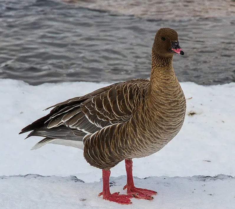 Lyhytnokkahanhi. Se seisoo lumisen järven rannalla. Sen jalat ovat vaaleanpunaiset, samanväriset kuin sen nokan keskiosa.